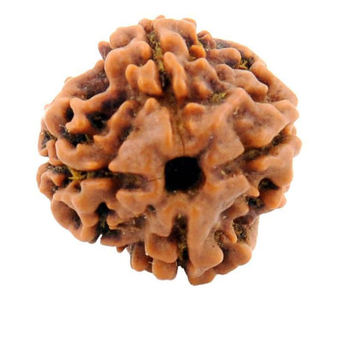 Chatur Mukhi Rudrakshaa